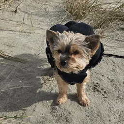 Kleine hond in zwart jasje staande op straat