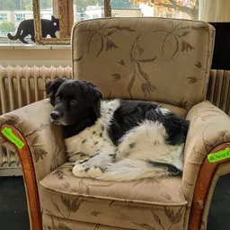 Zwart-witte hond ligt op een beige fauteuil in een interieur