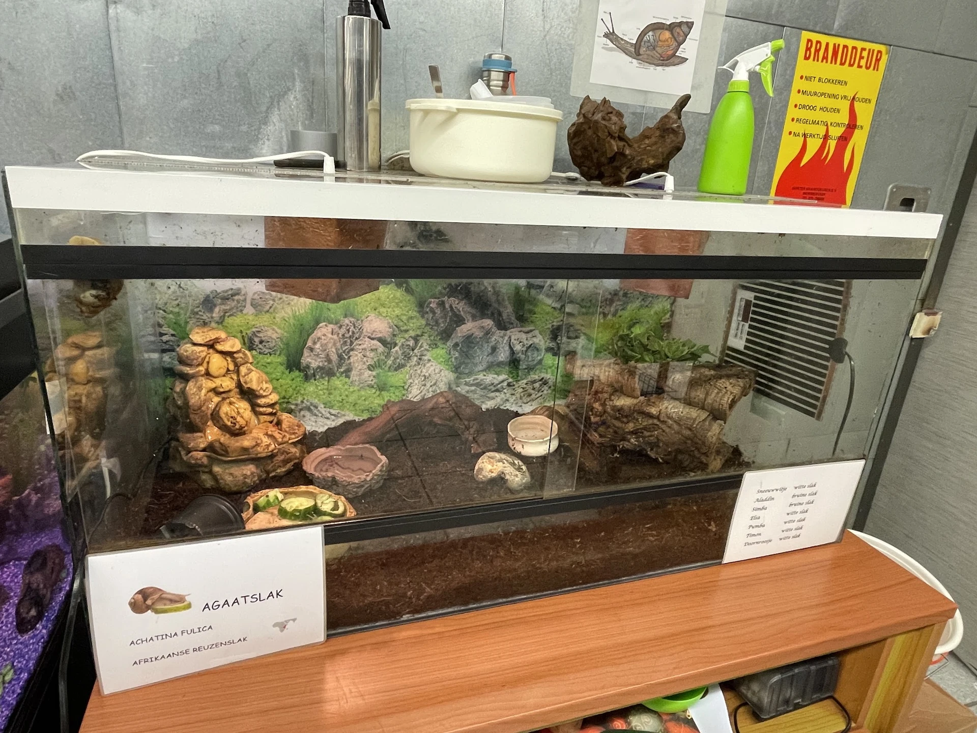 Terrarium met reptielen en natuurlijke inrichting op houten tafel
