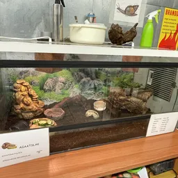 Terrarium met reptielen en natuurlijke inrichting op houten tafel