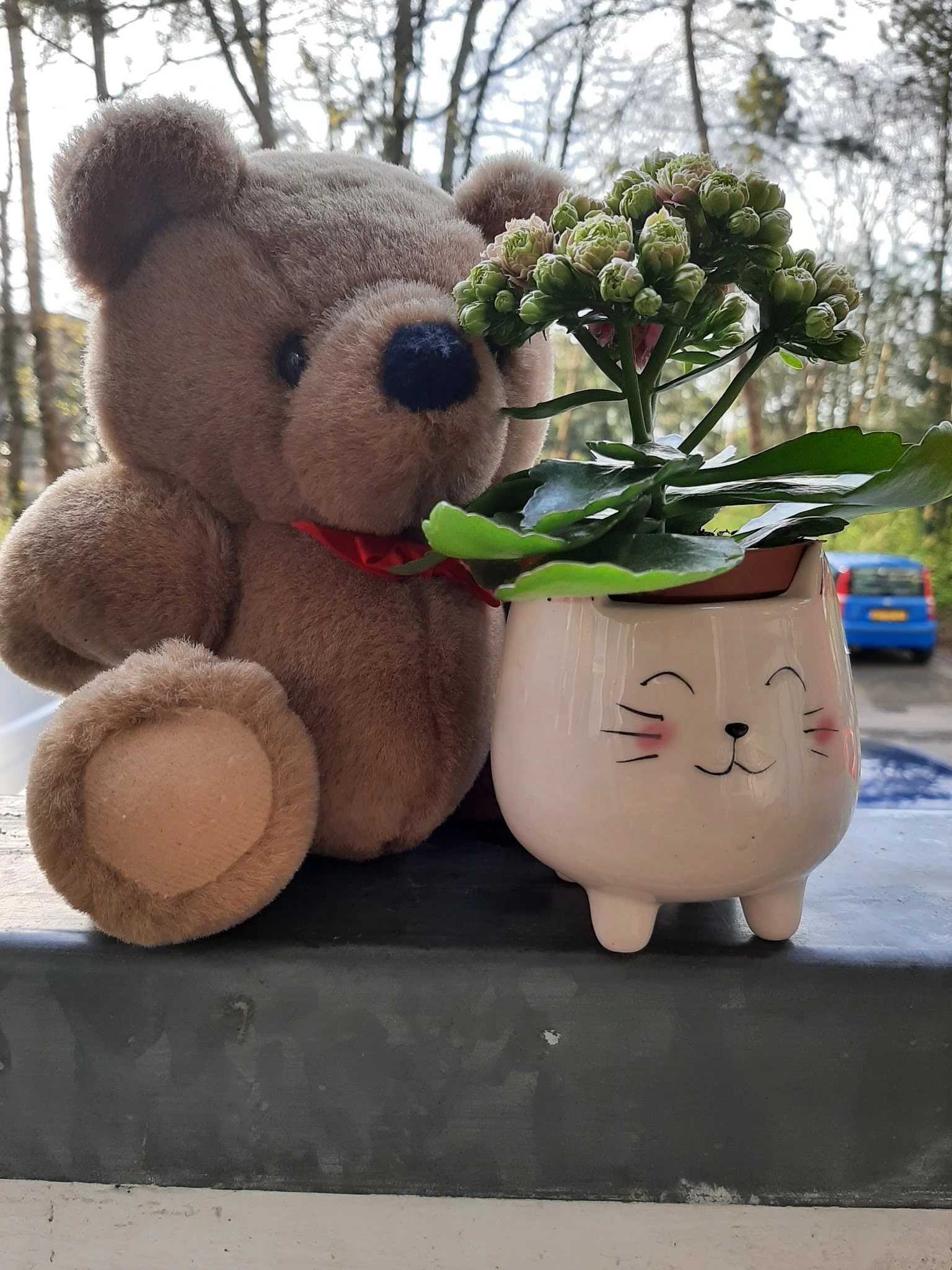 Knuffelbeer met rode strik naast een wit kattenhoofd-plantenpot met groene plant