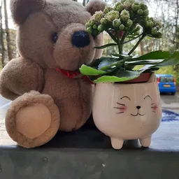 Knuffelbeer met rode strik naast een wit kattenhoofd-plantenpot met groene plant