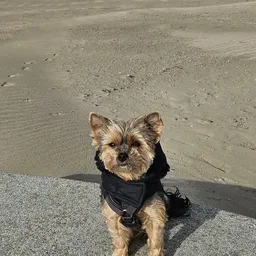 Kleine hond met zwart jasje zit op het strand