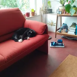 Zithoek met rode bank en een zwart-wit kat, boeken en decoratiestukken op de achtergrond