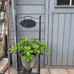 Groene plant in witte pot voor een zwarte metalen welkomsbord