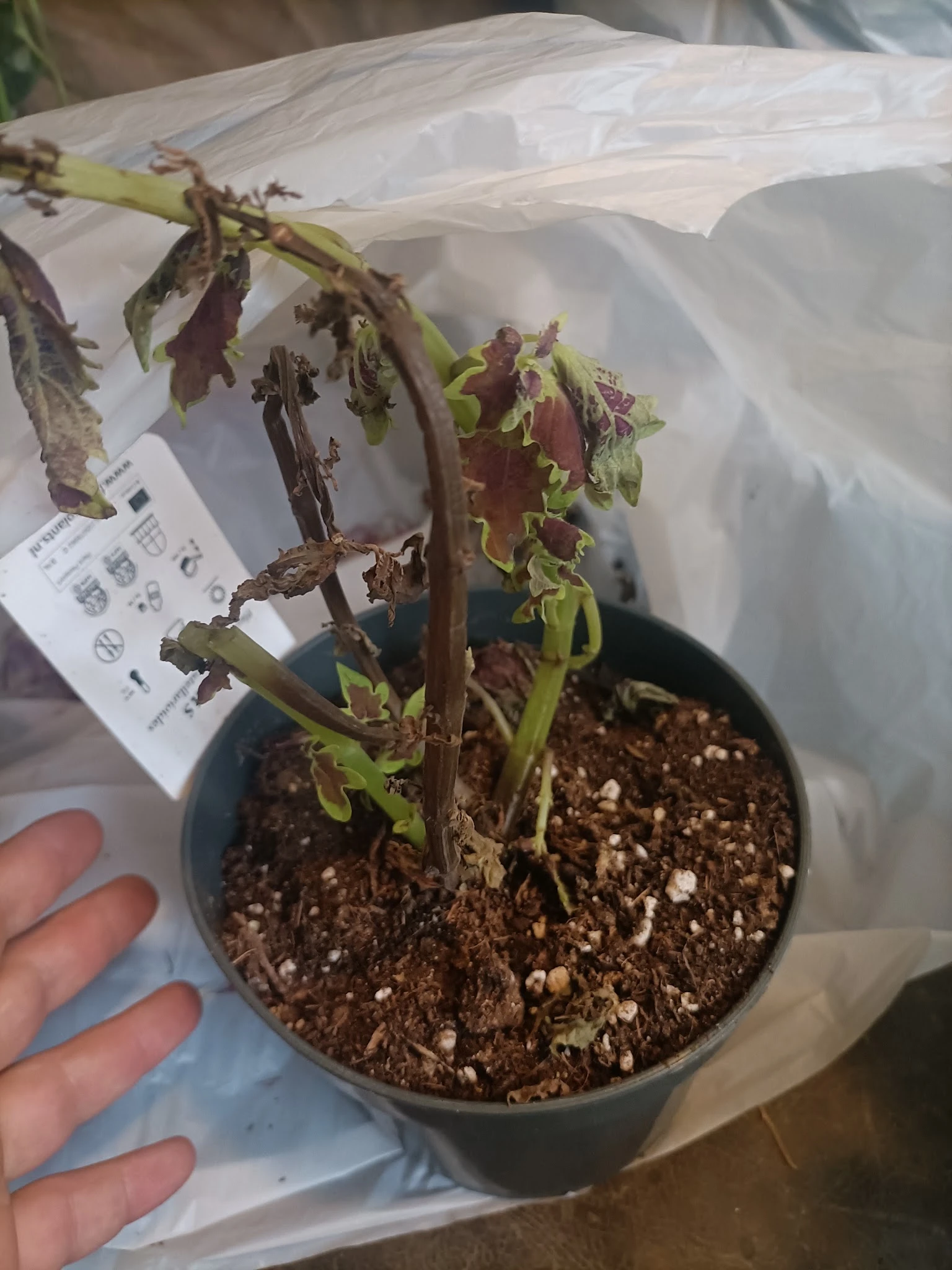 Potplant met bruine en gele bladeren in zwarte pot met prijskaartje