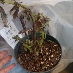 Potplant met bruine en gele bladeren in zwarte pot met prijskaartje