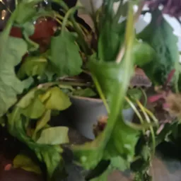 Close-up van groene plantenstengels met bladeren in een pot