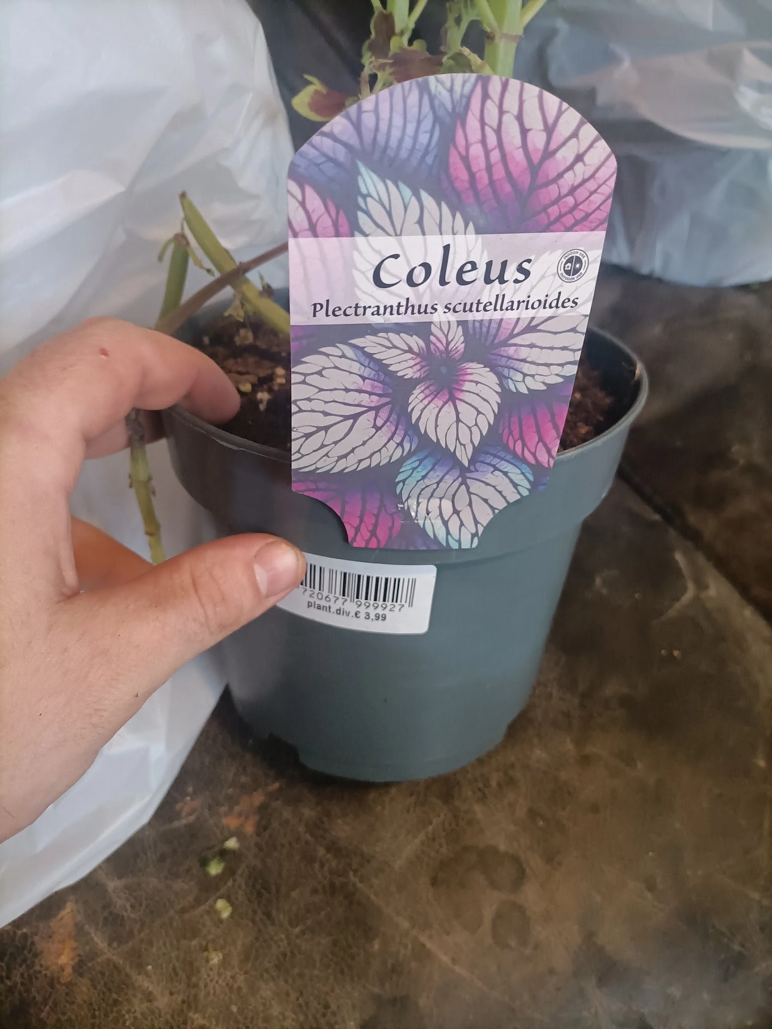 Close-up van een potplant met label 'Coleus Plectranthus scutellarioides' in grijze pot