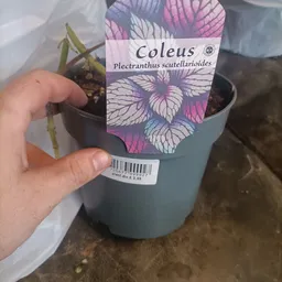 Close-up van een potplant met label 'Coleus Plectranthus scutellarioides' in grijze pot