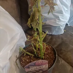 Close-up van een potplant met gele en bruine bladeren in een kleine pot met aarde