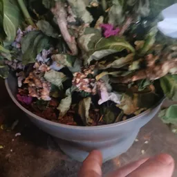 Potplant met bloemen in een grijze pot, waarvan de bladeren en bloemen verlepd en verkleurd zijn