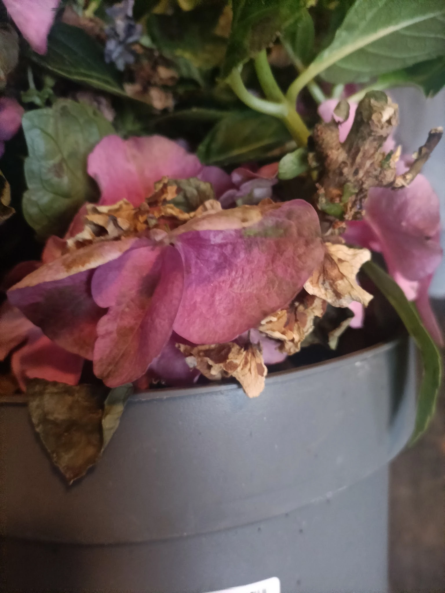 Roze bloemen in een pot, waarvan enkele verwelkt met bruine uitgebloeide delen