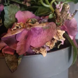 Roze bloemen in een pot, waarvan enkele verwelkt met bruine uitgebloeide delen