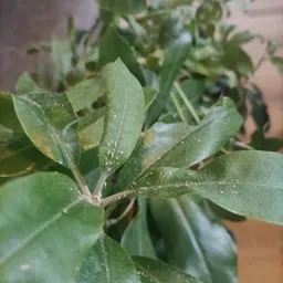 Groene plant of struik met bladeren en mogelijk ongedierte of schade