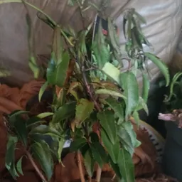 Potplant met groene bladeren en enkele rode vruchten of bloemen