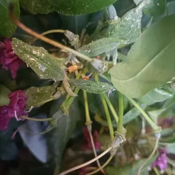 Paarse bloemen met groene bladeren en insecten in een plant of tuin