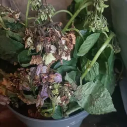 Verwelkte planten met bruine, verschrompelde bladeren en bloemen
