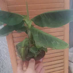 Potplant met grote groene bladeren op terracotta achtergrond