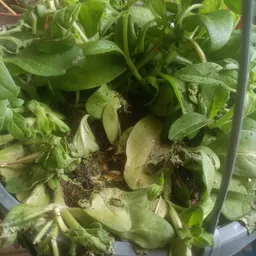 Close-up van planten met groene bladeren en blootliggende wortels in een pot