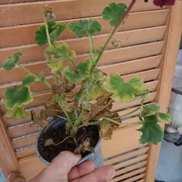 Potplant met groen blad en bruine, verwelkte bladeren in grijze pot