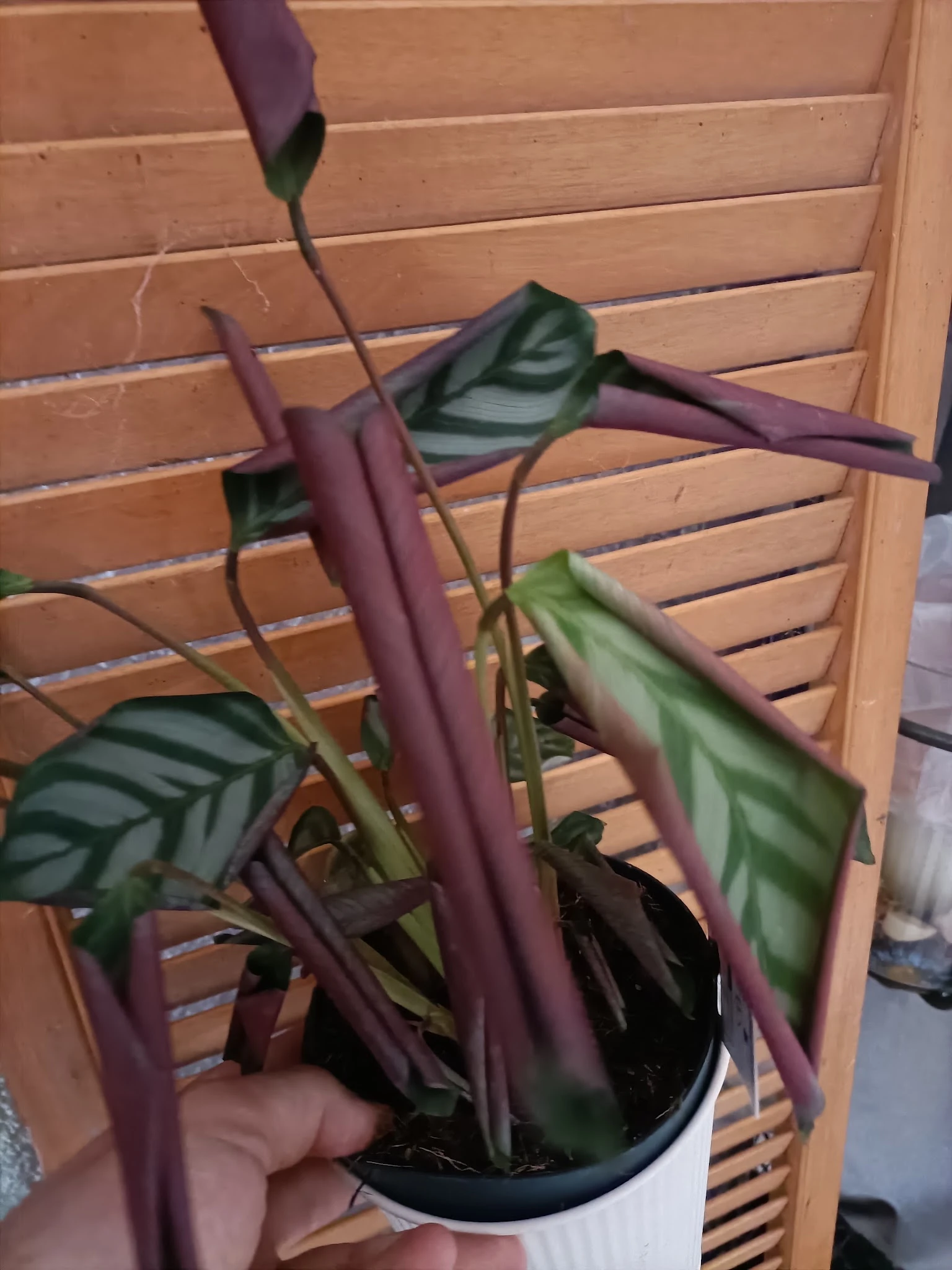 Close-up van een plant met paarse stengels en groene bladeren tegen een houten lattenwand