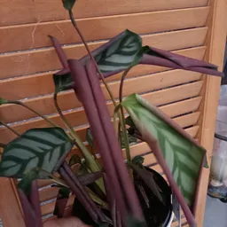 Close-up van een plant met paarse stengels en groene bladeren tegen een houten lattenwand