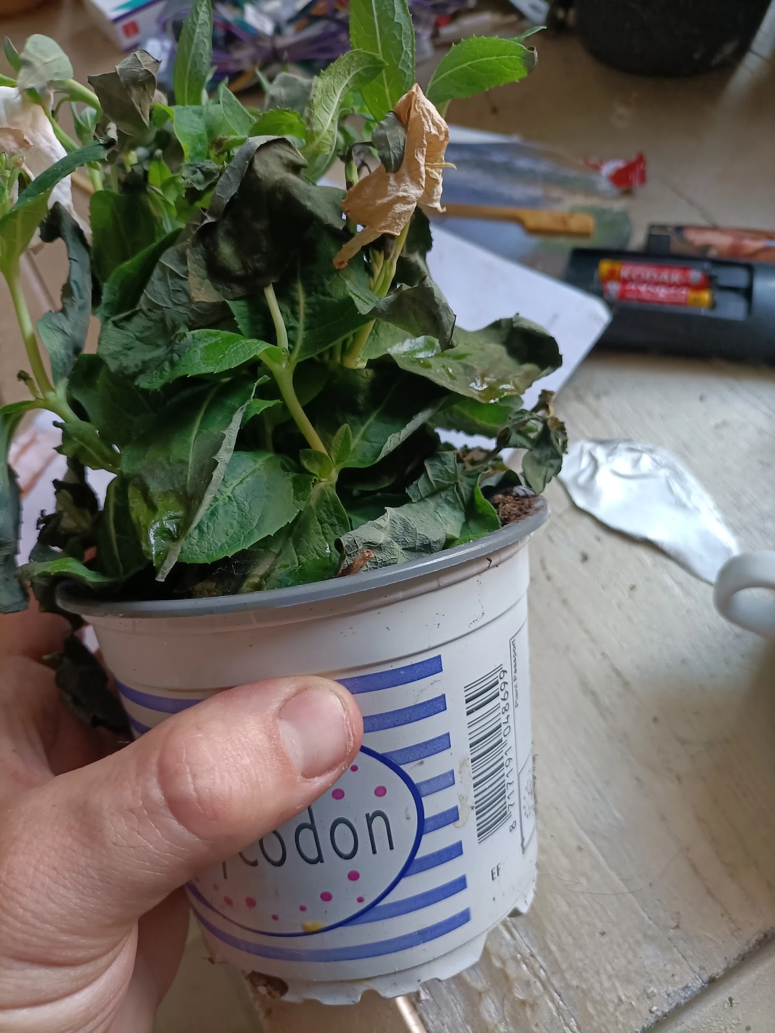 Potplant met groene bladeren in een plastic pot, gehouden in iemand's hand