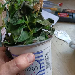 Potplant met groene bladeren in een plastic pot, gehouden in iemand's hand