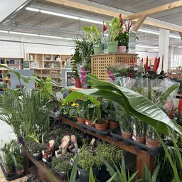 Uitgestalde planten en bloemen op tafels in de kringloopwinkel, met groene bladeren en gekleurde bloemen