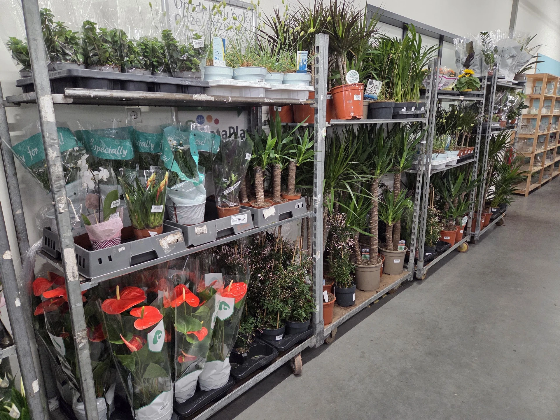 Stellingen met potplanten en bloemen, waaronder rode bloemen in potten op de onderste plank