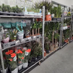 Stellingen met potplanten en bloemen, waaronder rode bloemen in potten op de onderste plank