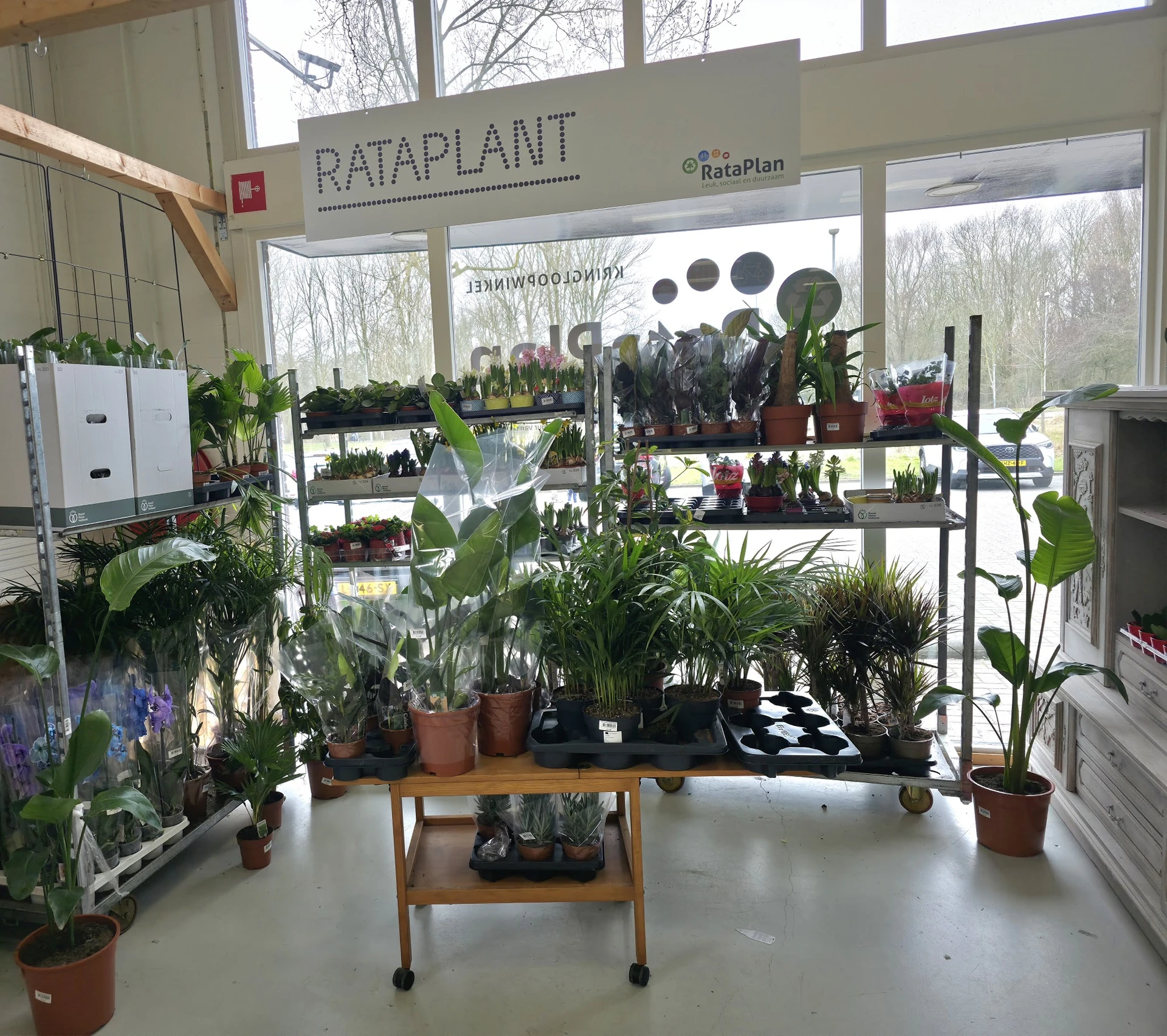 Uitgestalde kamerplanten in potten op tafels en stellingen in een kringloopwinkel.