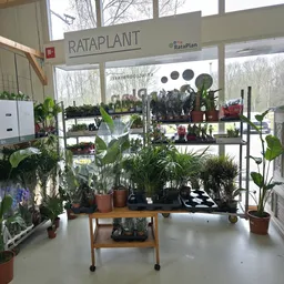 Uitgestalde kamerplanten in potten op tafels en stellingen in een kringloopwinkel.