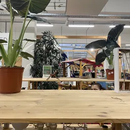 Winkelvloer met houten tafel, potplanten en uitzicht op stellingen en afdeling achter in de kringloopwinkel