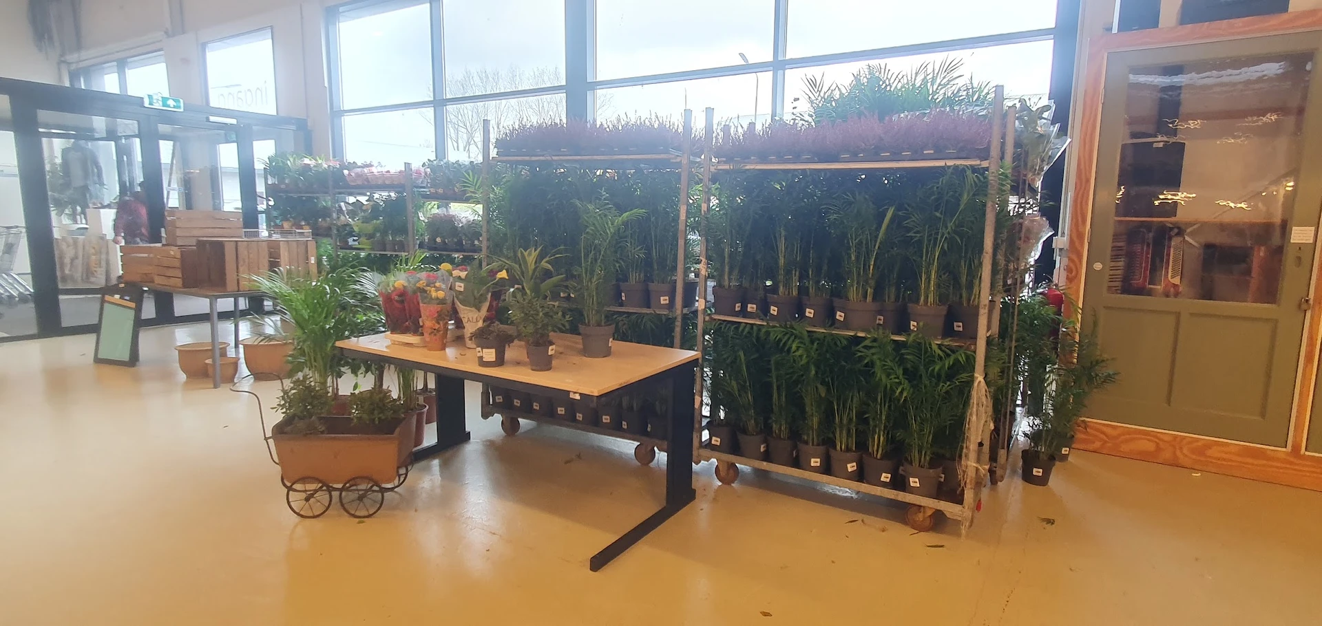 Uitgestalde plantencollectie met potplanten op tafel en achter schermen in kringloopwinkel