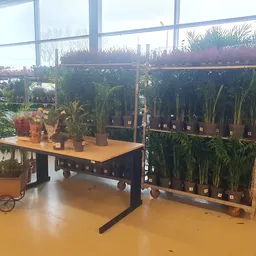 Uitgestalde plantencollectie met potplanten op tafel en achter schermen in kringloopwinkel