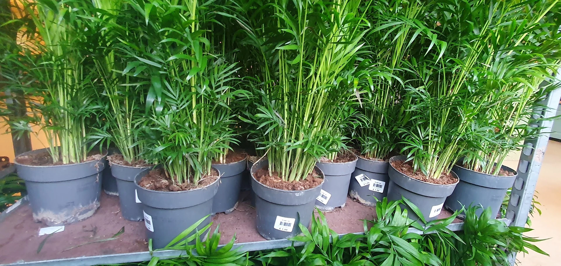 Potplanten met groene bladeren in grijze potten op een terracotta-kleurige ondergrond