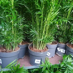 Potplanten met groene bladeren in grijze potten op een terracotta-kleurige ondergrond