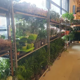 Winkelinterieur met plantenrekken langs de wand vol met groene planten en bloemen