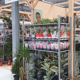 Glazen vitrinekast met uitgestalde snijbloemen en potplanten in verschillende kleuren