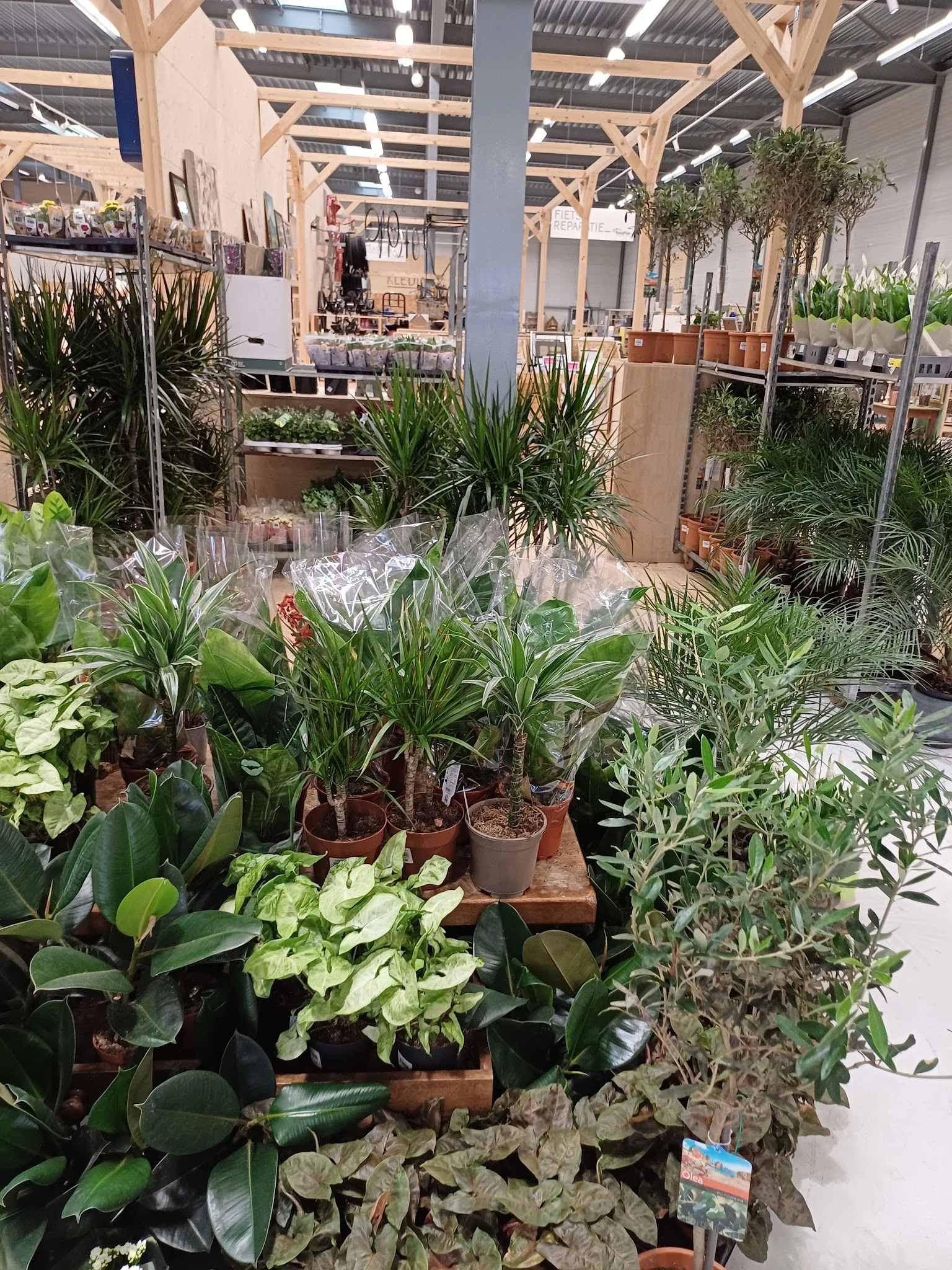 Verschillende potplanten en groene planten uitgestald op tafels in de winkel