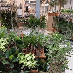 Verschillende potplanten en groene planten uitgestald op tafels in de winkel