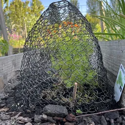 Zwart mesh-afdeknet over plantengroe in tuinbak