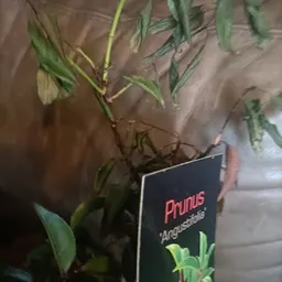 Bezoeker foto van Kringloopwinkel RataPlan Ravenswade in Nieuwegein