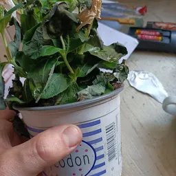 Bezoeker foto van Kringloopwinkel RataPlan Ravenswade in Nieuwegein