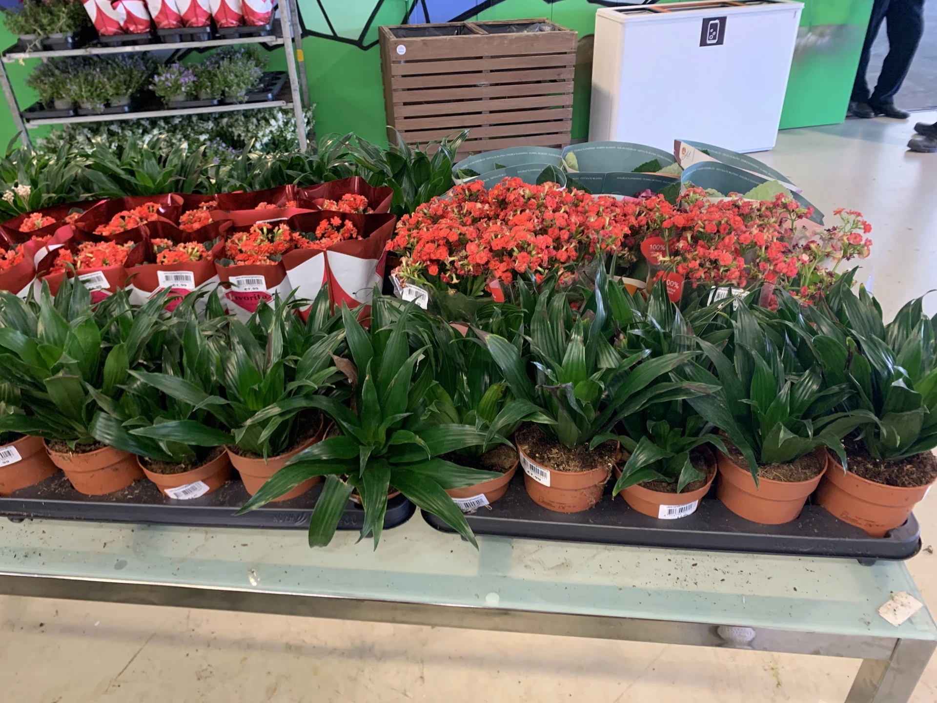 Rode tulpen in terracotta potten op een toonbank in een winkel
