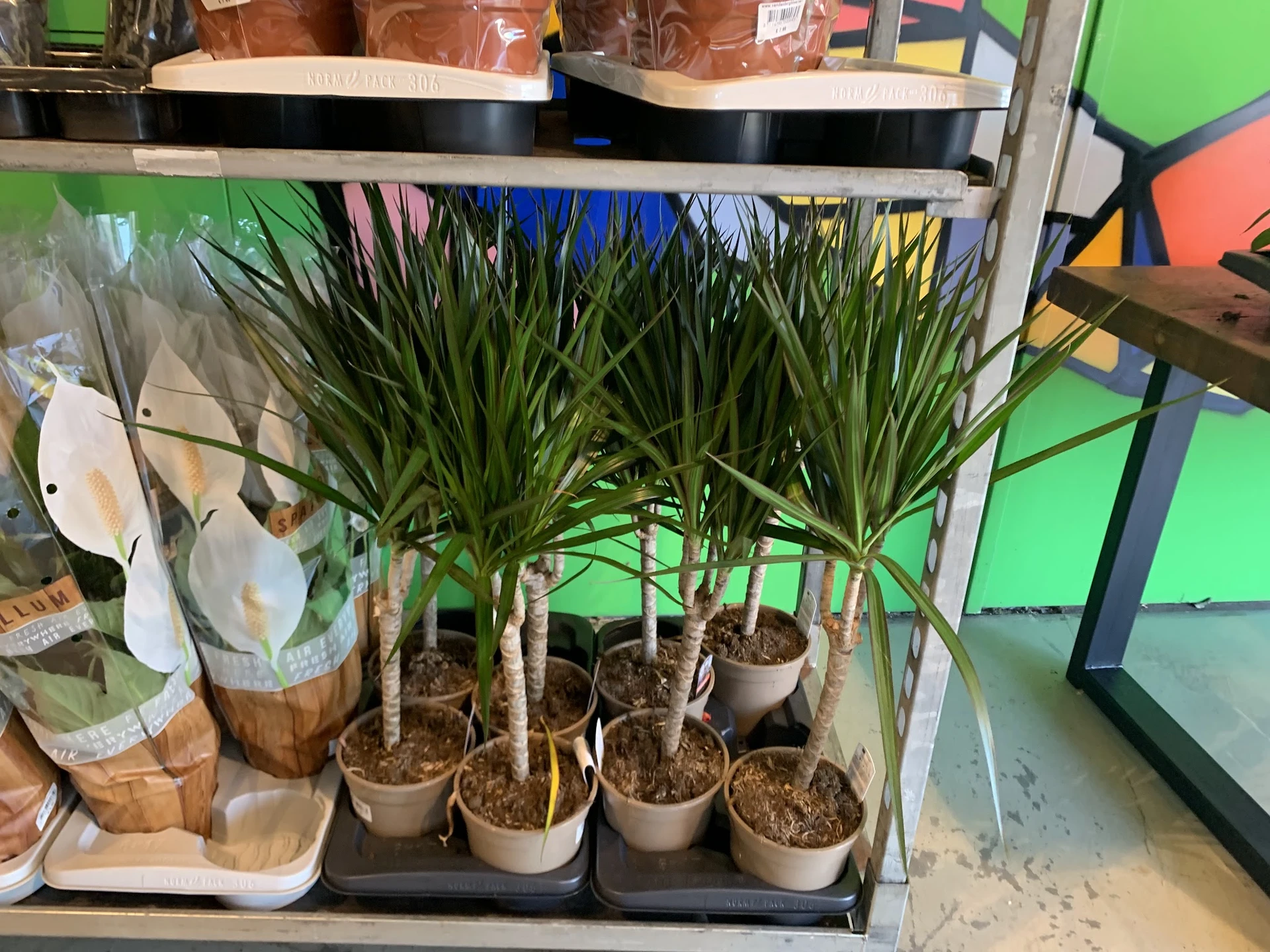Potplanten met lange groene bladeren in terracotta en witte potten op een zwart dienblad in de winkel