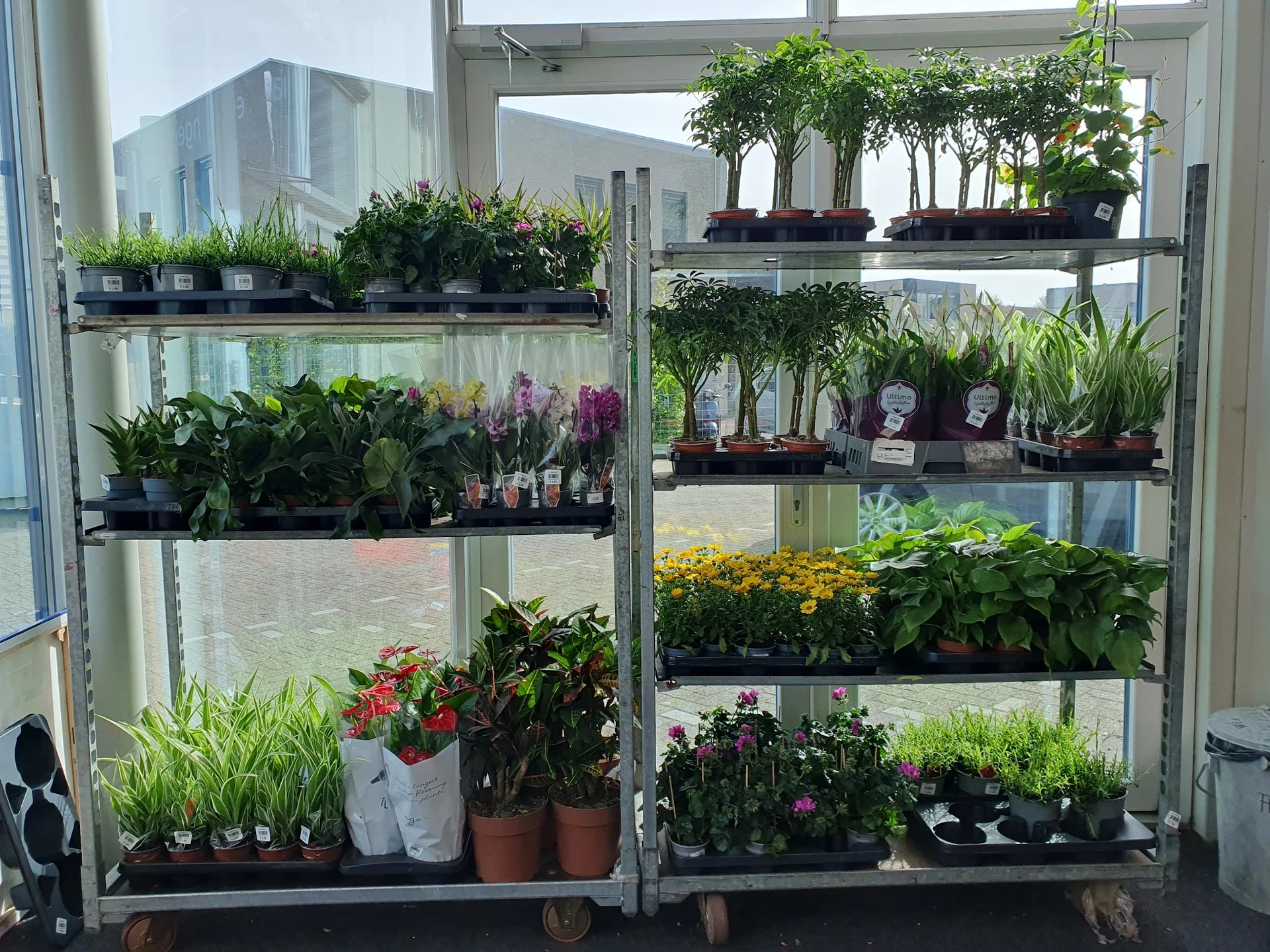 Plantenrekken met diverse potplanten, bloemen en groene planten op meerdere niveaus