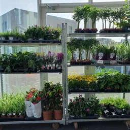 Plantenrekken met diverse potplanten, bloemen en groene planten op meerdere niveaus